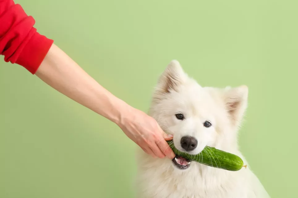 Samojedhund med en agurk i munden